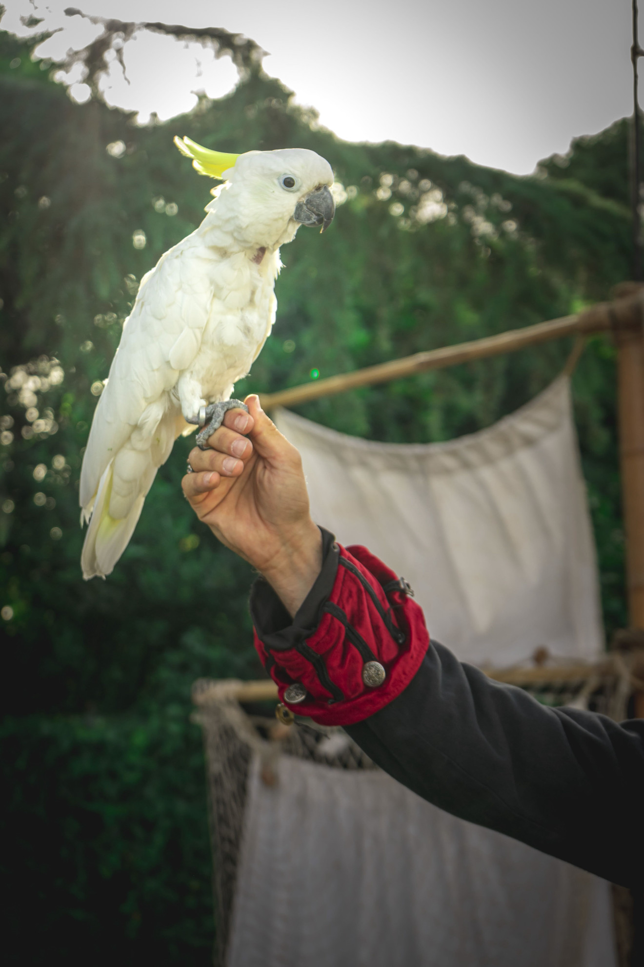 Come gestire gli animali negli spettacoli di magia